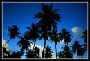 Dominican Palms